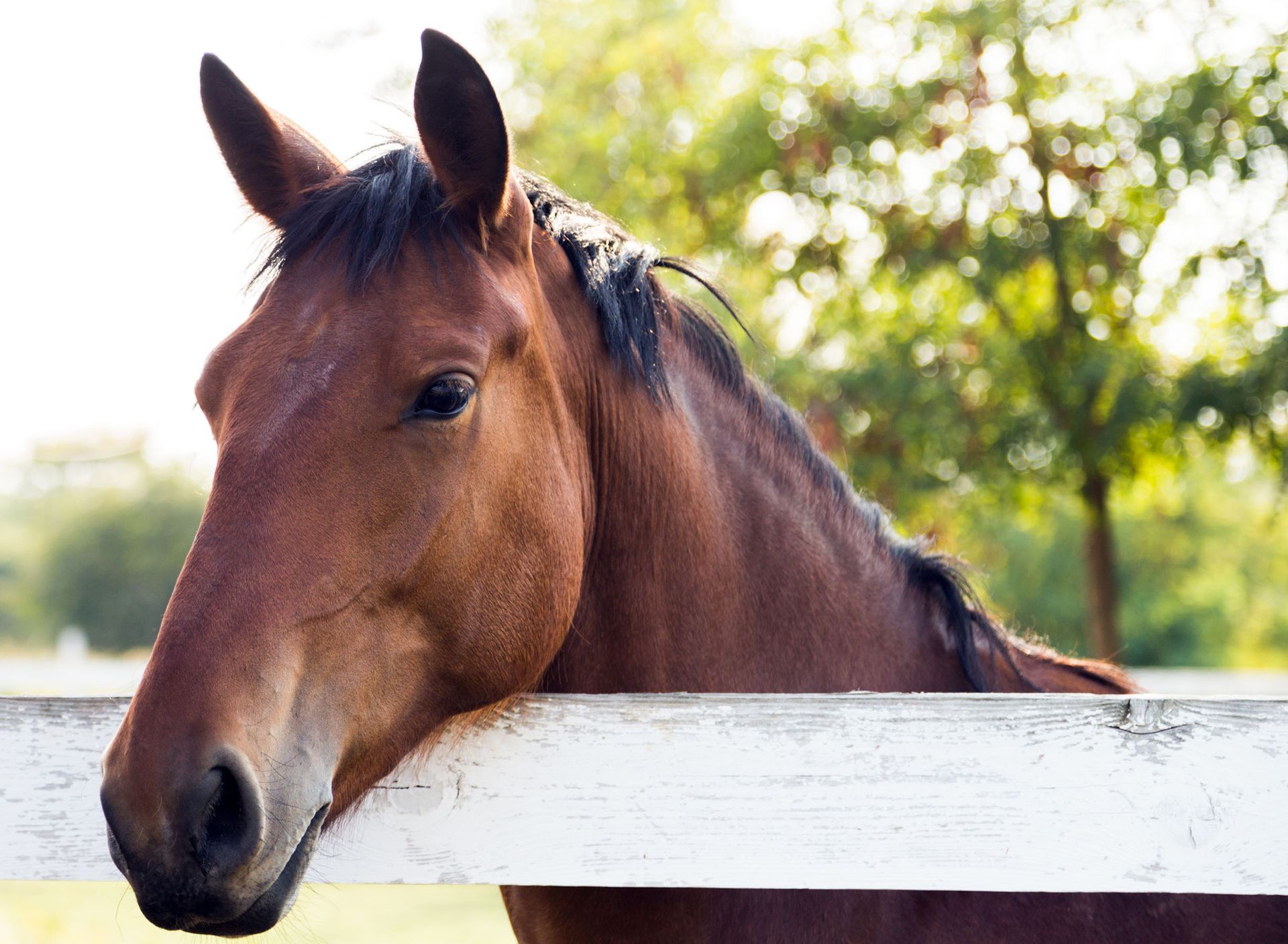 Miller Equine Rehab & Conditioning