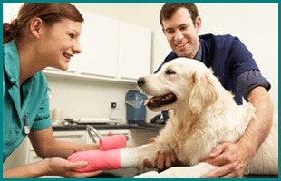 Pet Surgery | Manahawkin, NJ | Manahawkin Veterinary Hospital | 609-597-0080