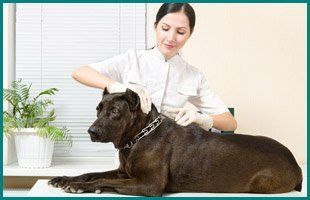 Veterinarians | Manahawkin, NJ | Manahawkin Veterinary Hospital | 609-597-0080