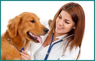 Veterinarian | Manahawkin, NJ | Manahawkin Veterinary Hospital | 609-597-0080