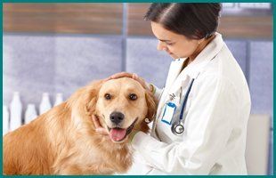 Routine Pet Surgery | Manahawkin, NJ | Manahawkin Veterinary Hospital | 609-597-0080