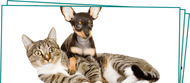 Advanced Pet Surgery | Manahawkin, NJ | Manahawkin Veterinary Hospital | 609-597-0080