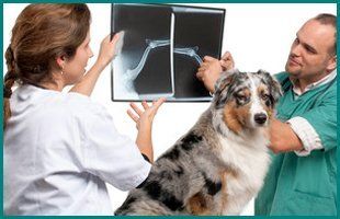 Pet Surgery | Manahawkin, NJ | Manahawkin Veterinary Hospital | 609-597-0080