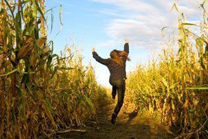 Corn maze