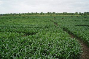 Corn maze