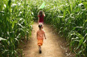 Children playing in corn maze