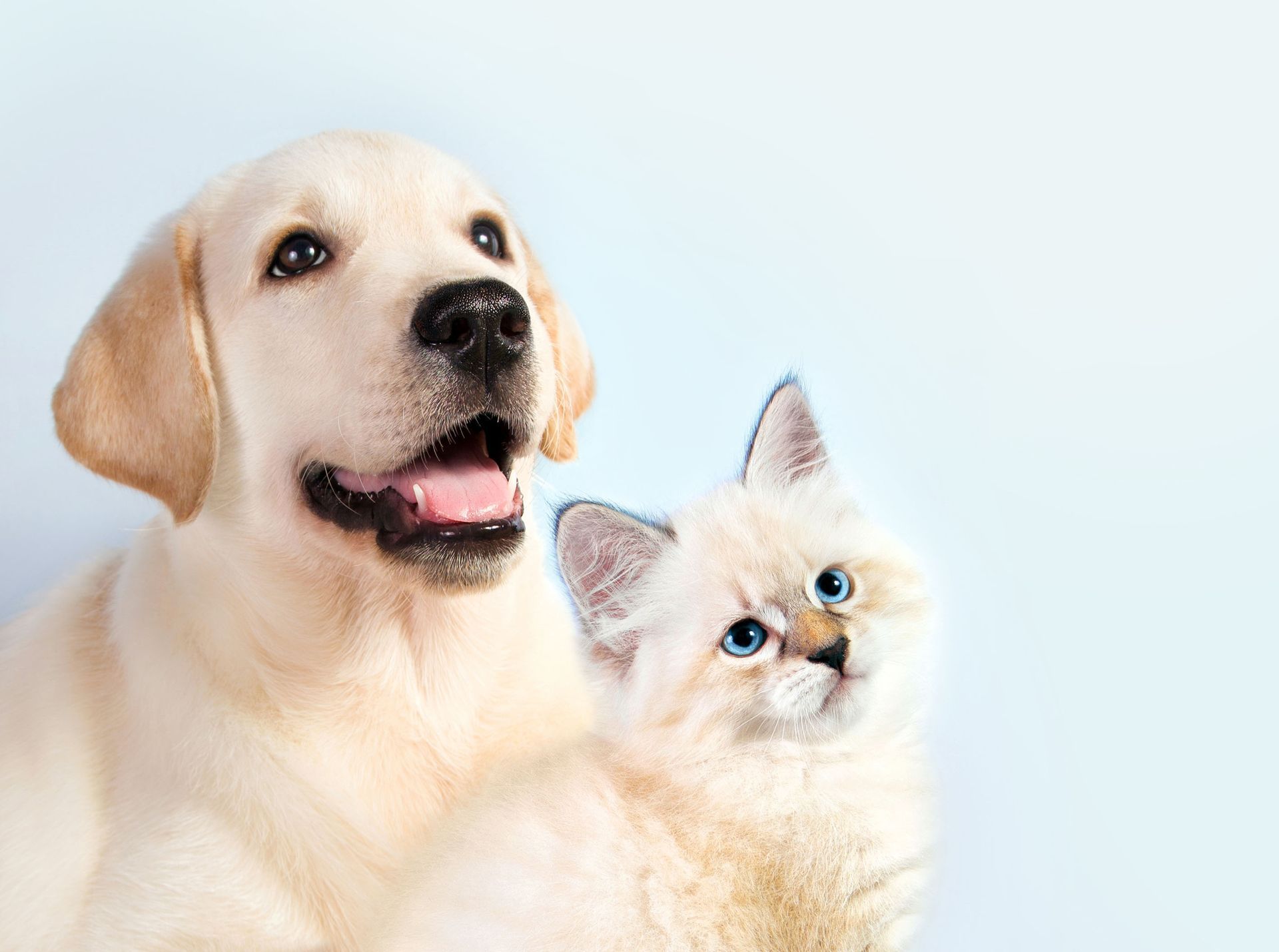 emergency vet clinic