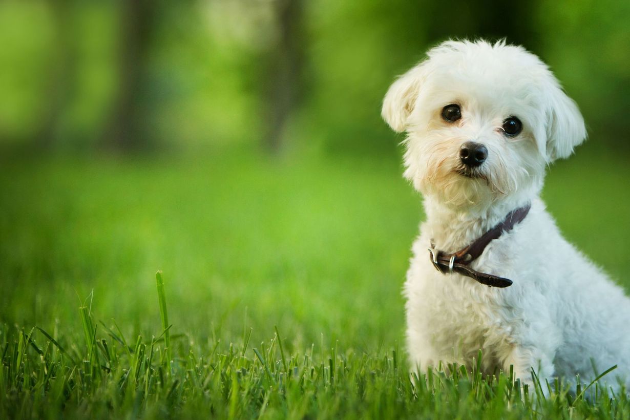 Tri County Veterinary Clinic