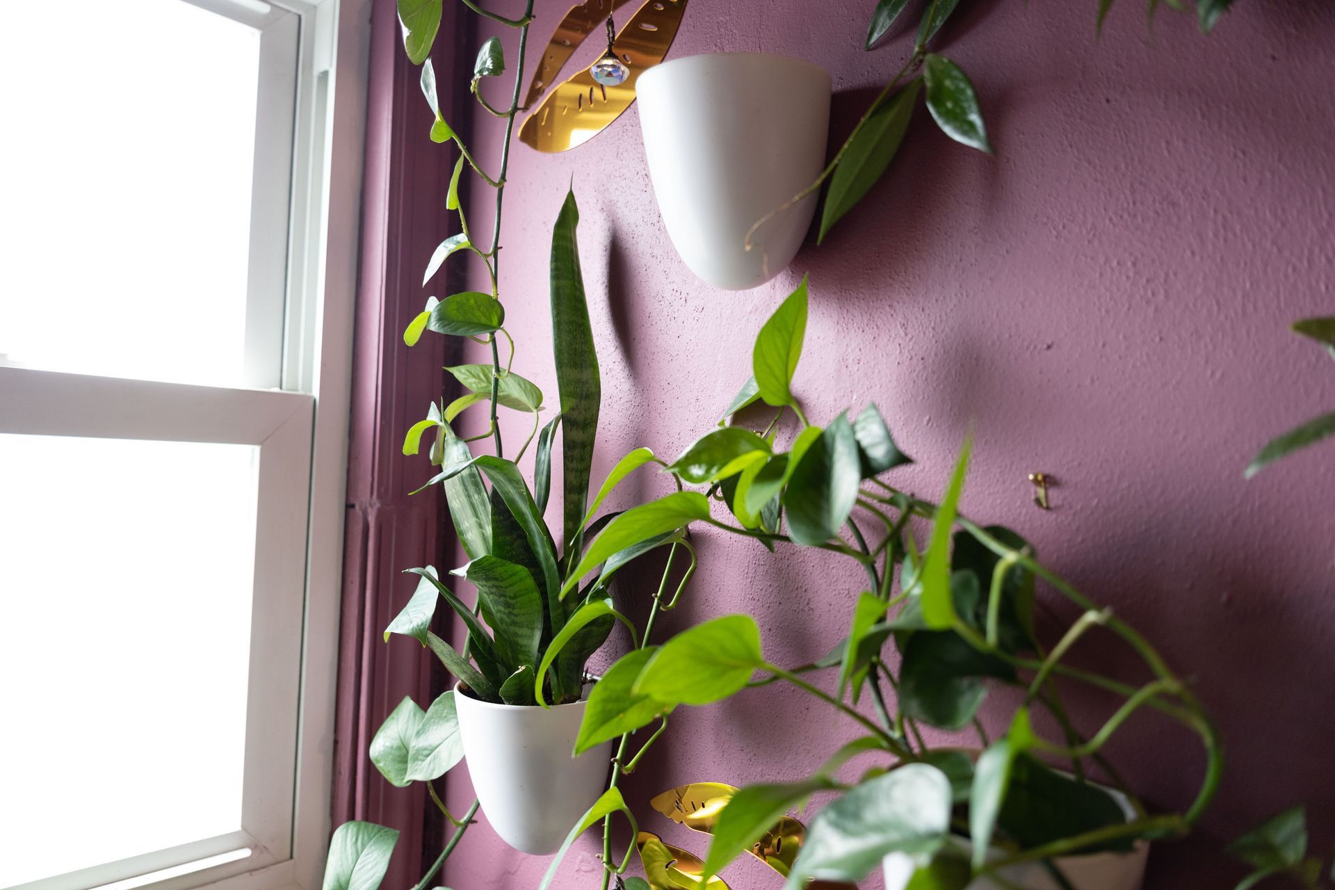 White hanging planters with green trailing plants beside a bright window on a pink wall