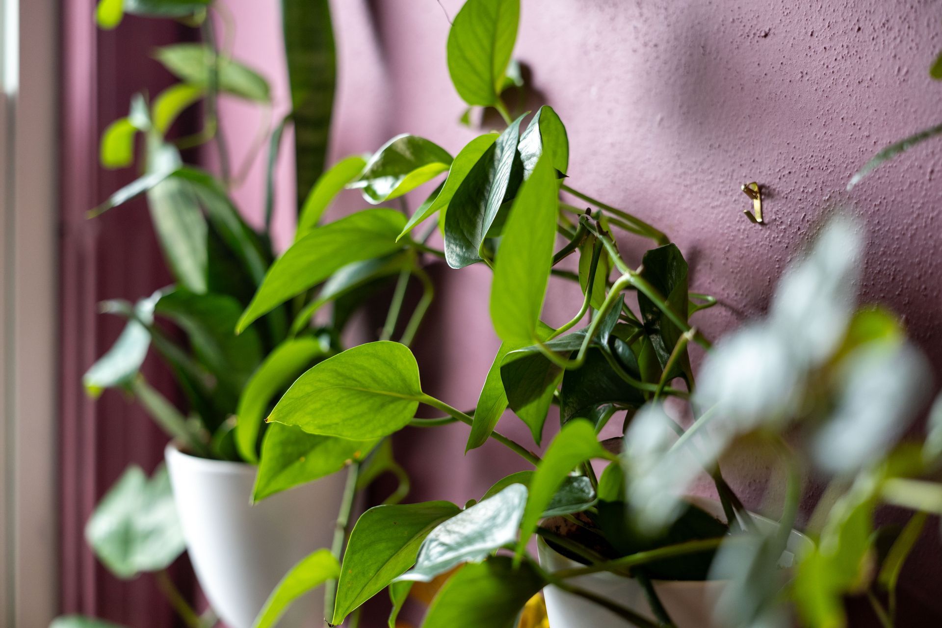 Green houseplants in white pots against a purple wall, with one blurry plant in the foreground