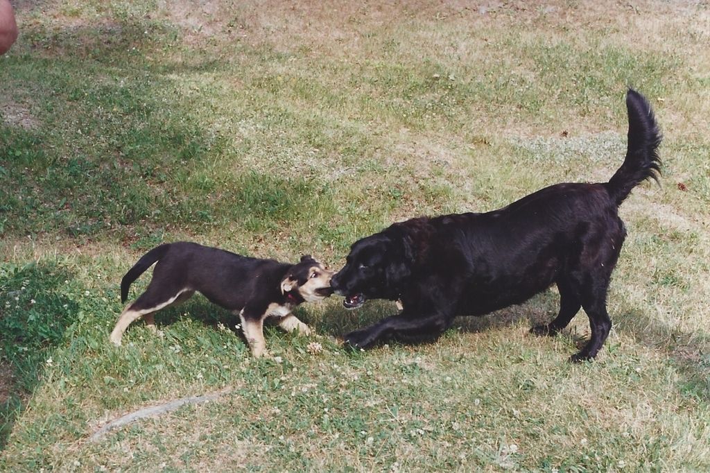 Sheena Marie Campbell