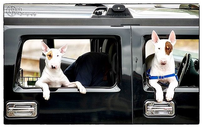 Dogs in van