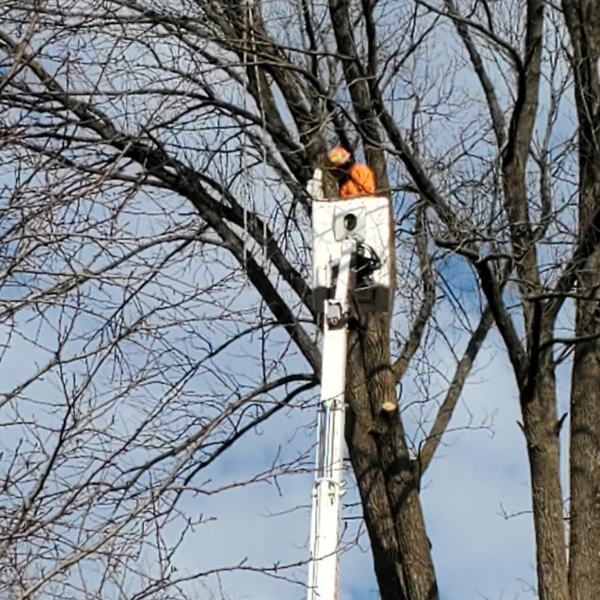 Person in orange safety gear in a lifted bucket trims a tall tree with bare branches against a blue sky.