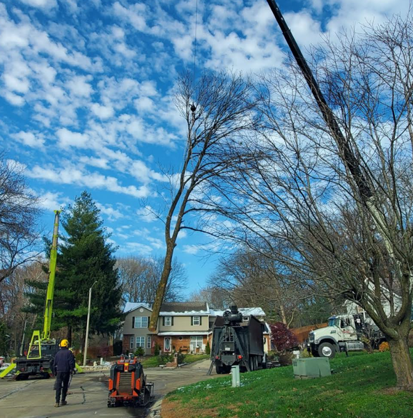 Tree service removing branches with machinery on a street with houses and cloudy sky.