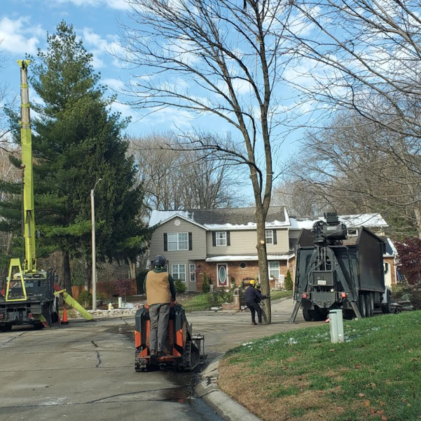 Tree service on suburban street: lift truck, stump grinder, workers trimming tree.