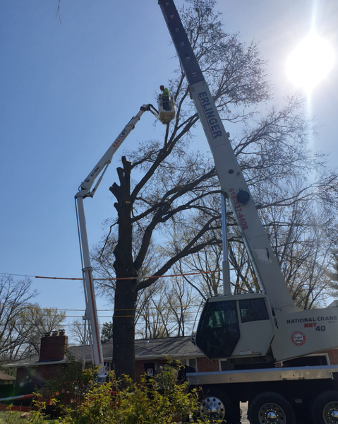 Crane with worker in bucket trimming a tall tree on a sunny day.