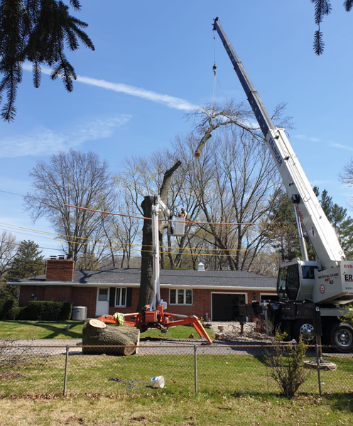 Crane removing a tree next to a house, under a clear blue sky.