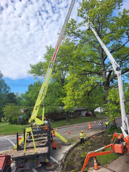 Two cherry picker trucks trimming a large tree on a street with workers wearing safety vests.