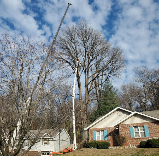 A tree being trimmed by a person in a lift. Houses and a cloudy sky in the background.