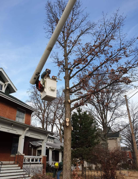 Tree trimming: worker in bucket truck cuts branches from a tall tree near houses on a partly cloudy day.