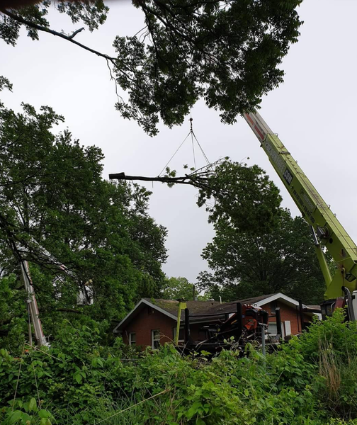 Crane removing a tree branch over small red houses, surrounded by green trees and foliage.
