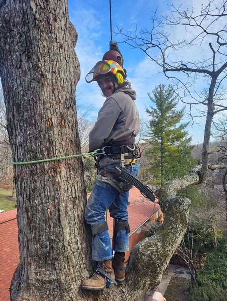 Arborist in safety gear, smiling while working in a tree. Cloudy sky in background.