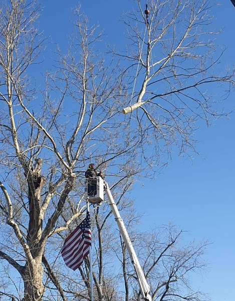 Person in a bucket lift trimming a bare tree. An American flag hangs nearby against a blue sky.