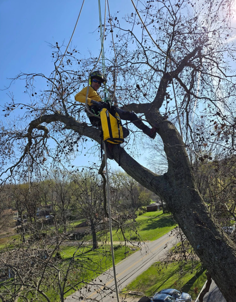 Tree climber wearing yellow shirt and helmet, perched on a large tree branch with ropes.