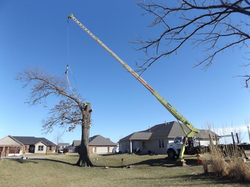A tree being cut down by a crane in a residential yard on a sunny day.