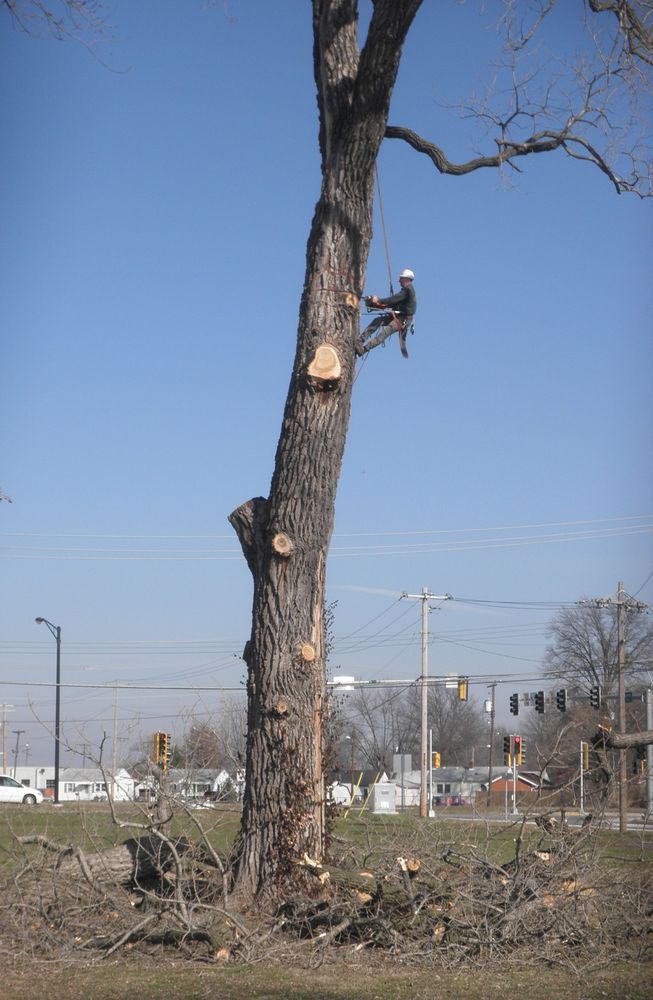 Arborist in a tree, cutting limbs. Blue sky, urban setting, chopped branches on the ground.