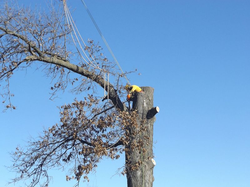 Arborist in yellow shirt cutting large tree branch with chainsaw, using ropes for control. Blue sky.