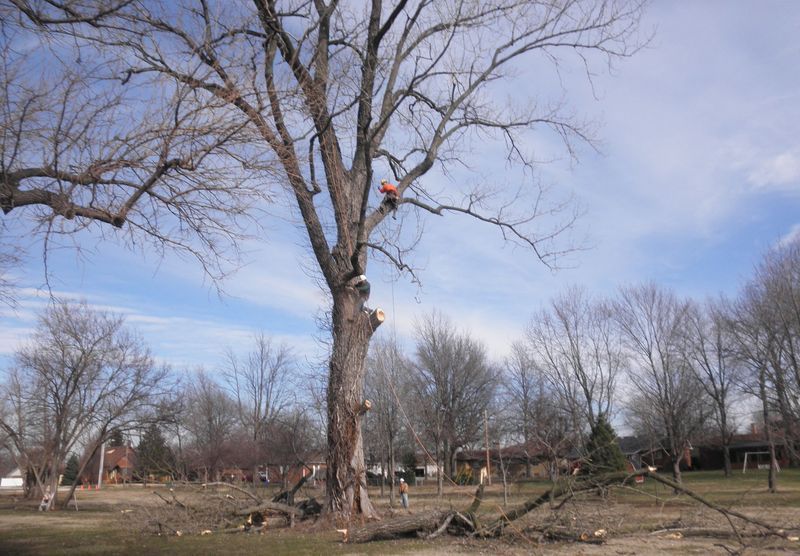 A tree being trimmed by an arborist in an open field on a sunny day.