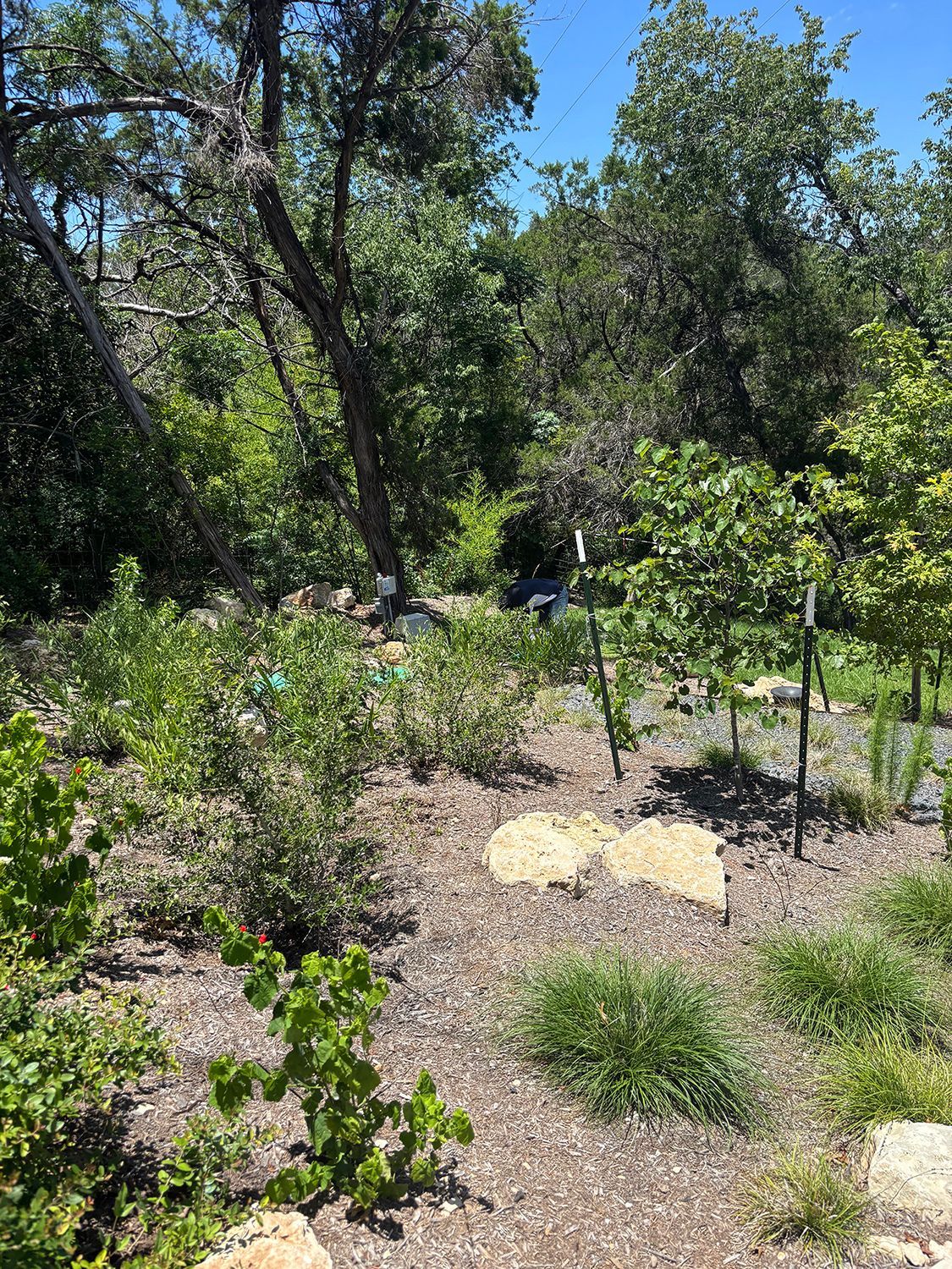 A sunny garden featuring young trees, shrubs, and flat stone paths set against a backdrop of mature, leafy trees.