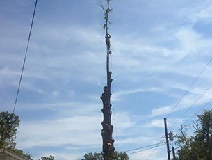 Tree removal
