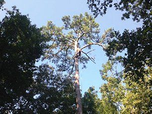 Trees Diagnosis