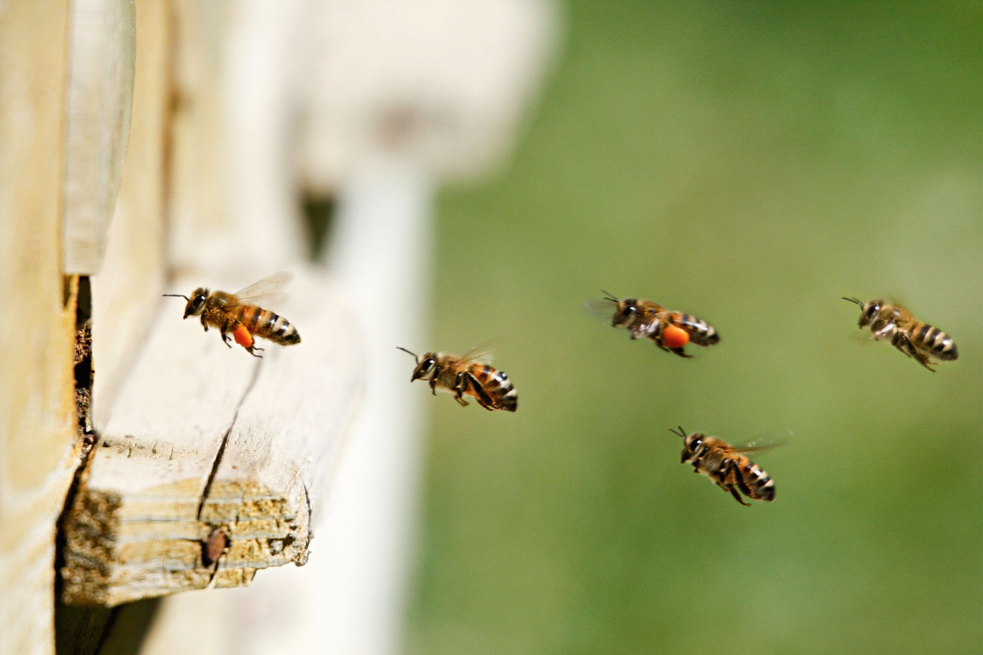Common Entry Points for Household Pests