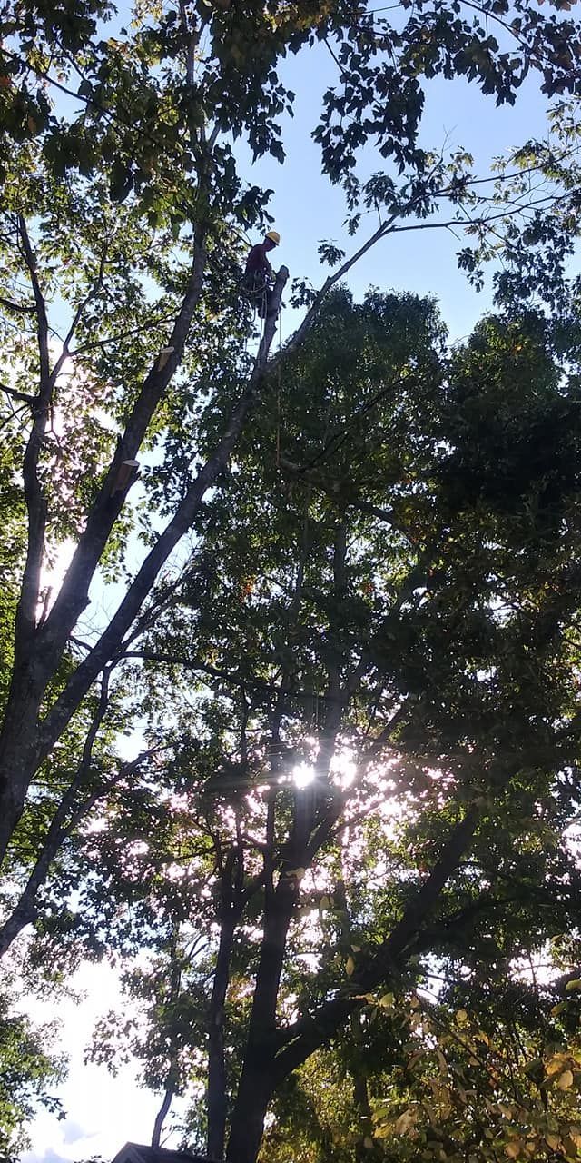 A man is climbing a tree in the woods.