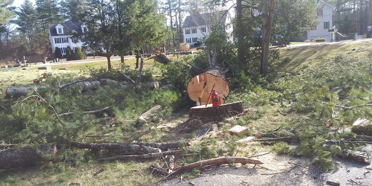 A large log is sitting in the middle of a forest in front of a house.
