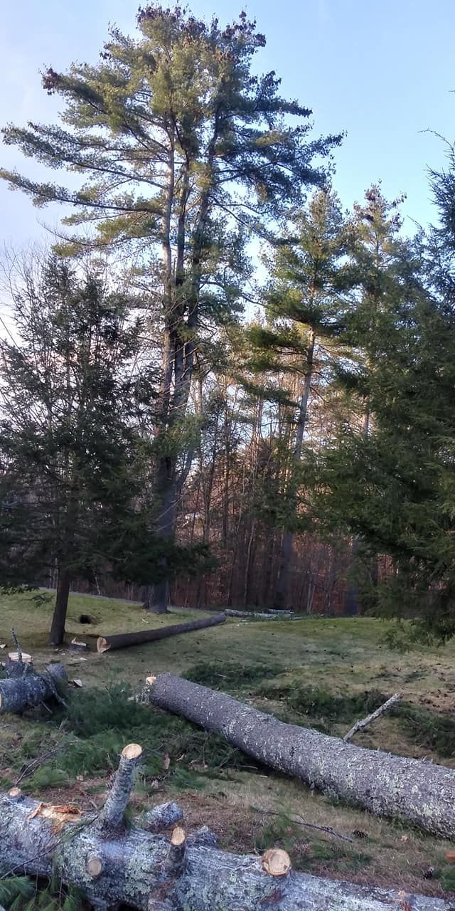 A lot of logs are laying on the ground in the middle of a forest.