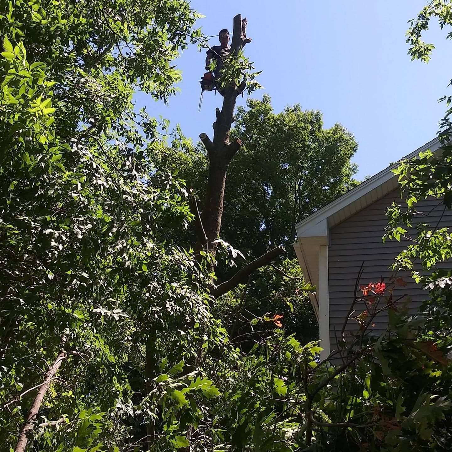 A tree that has fallen in front of a house