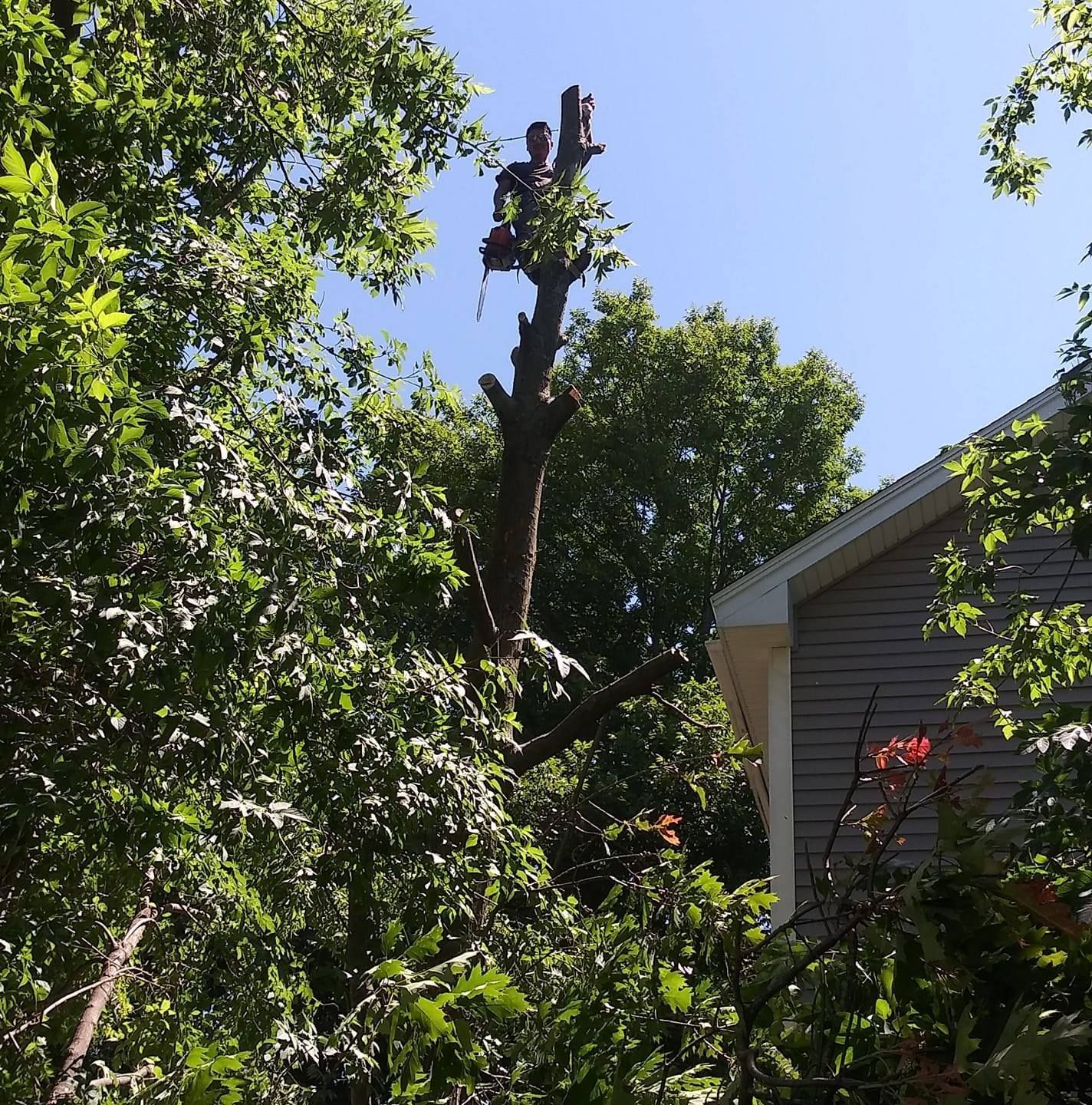 A tree that has been cut down in front of a house