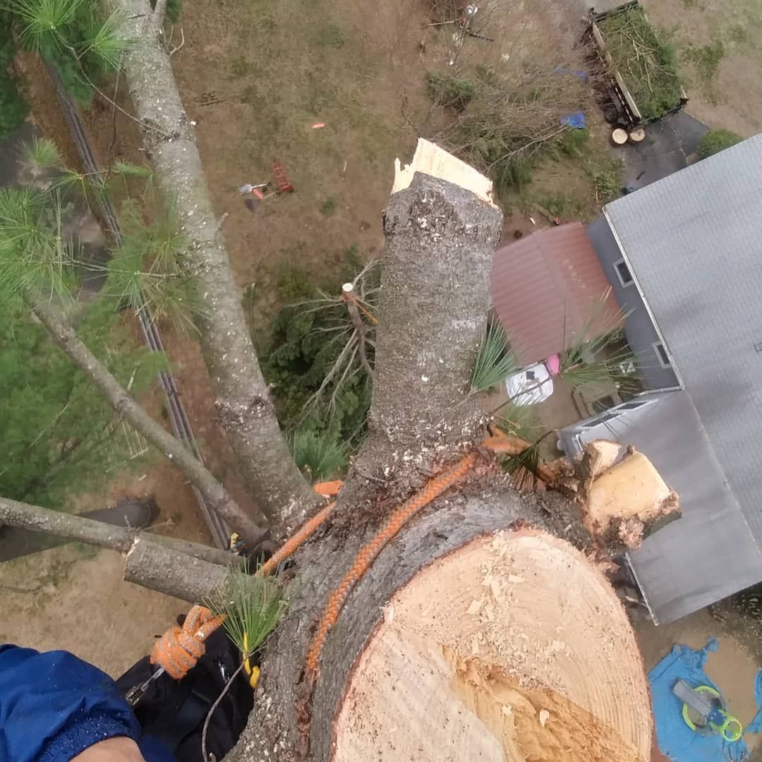 A person is cutting down a tree with a chainsaw.