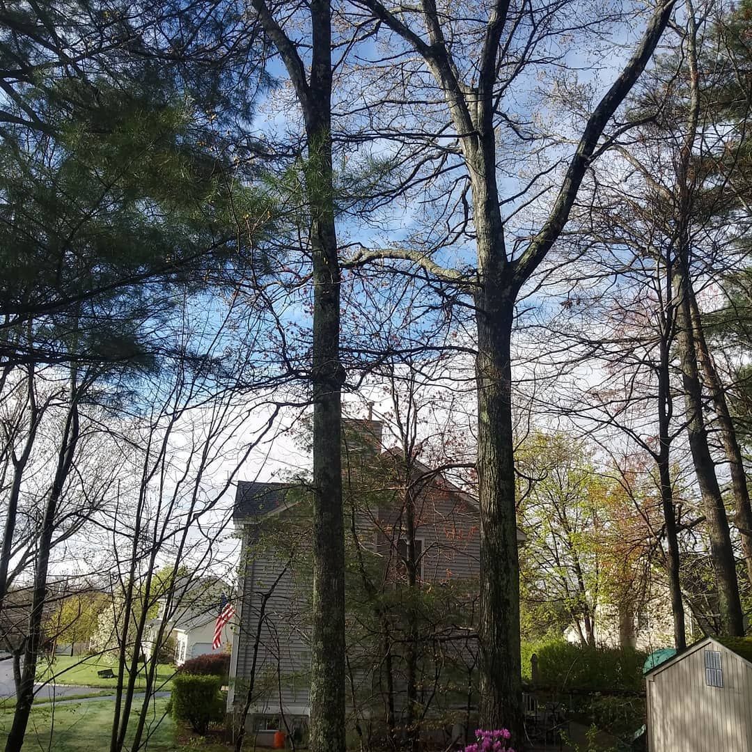 A house in the middle of a forest with trees in front of it.