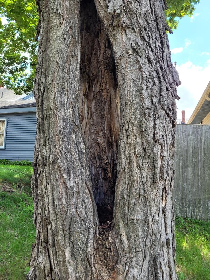 A tree with a hole in the middle of it.