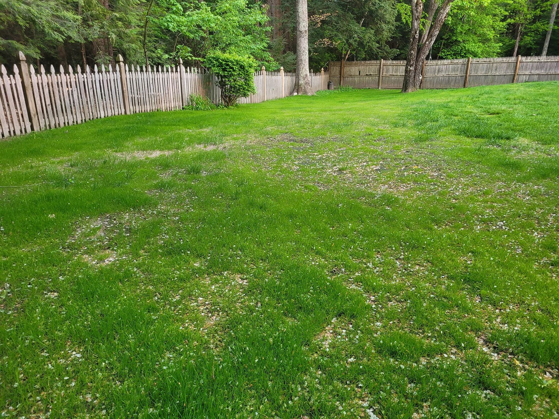 A lush green lawn with a wooden fence in the background.