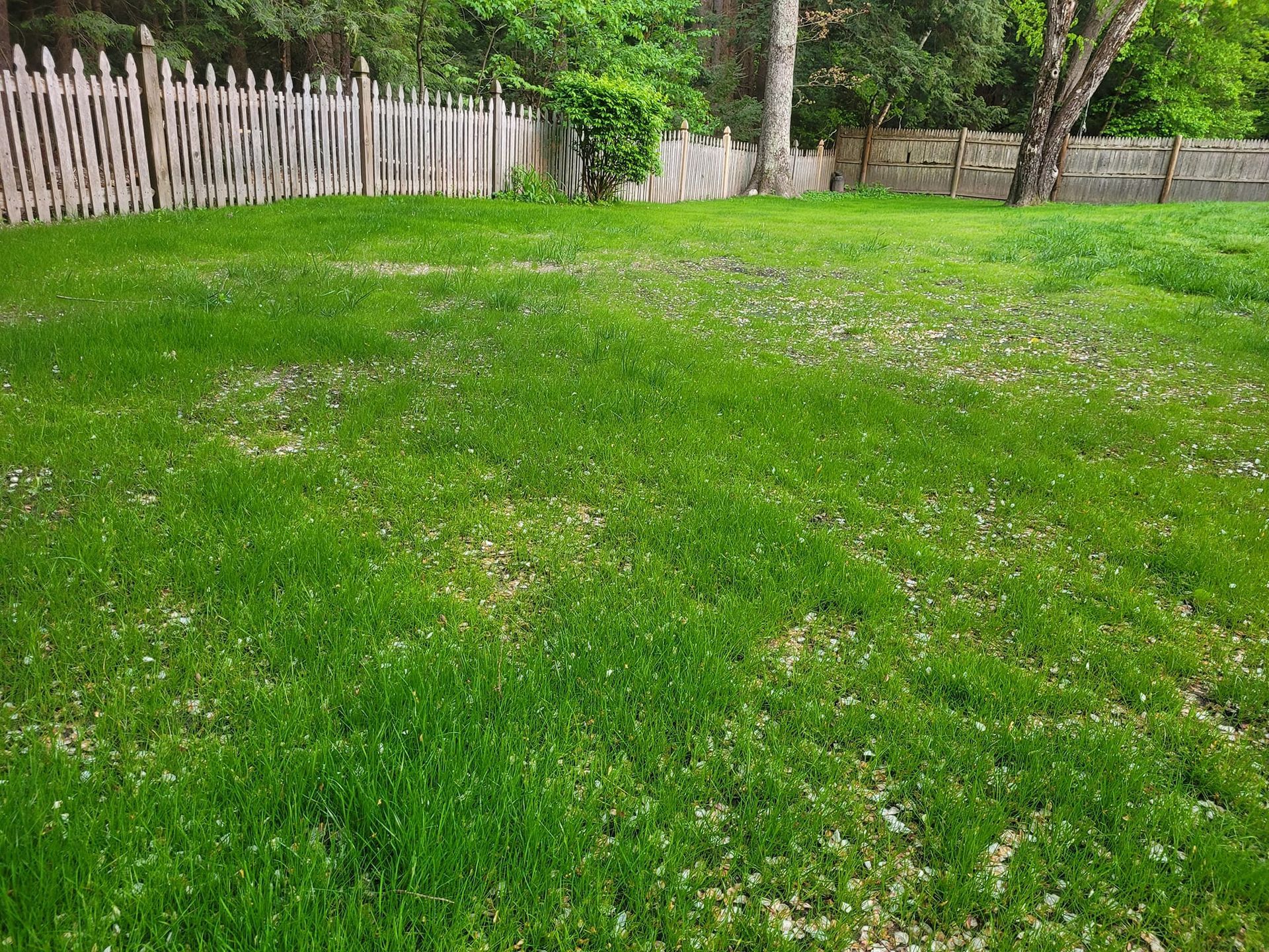 A lush green lawn with a wooden fence in the background.