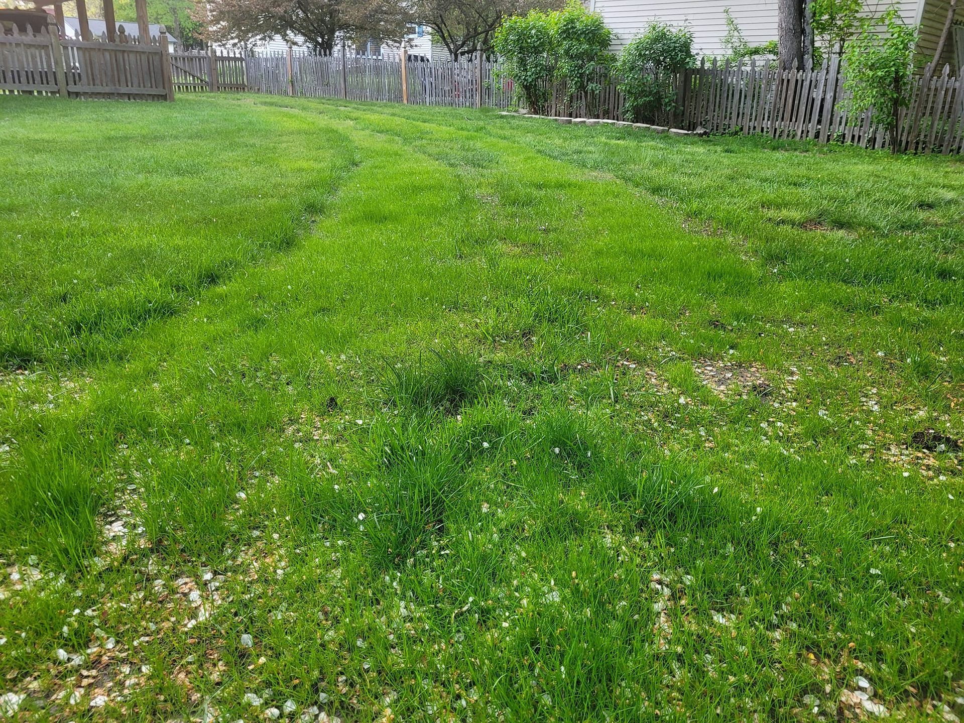 A lush green lawn with a wooden fence in the background.