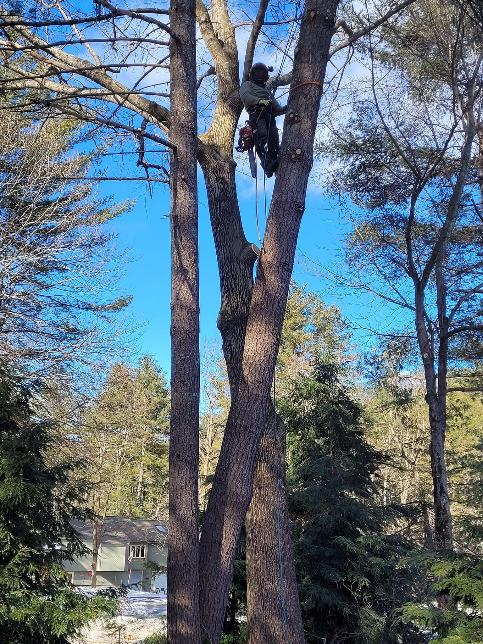 A man is climbing a tree with a chainsaw.