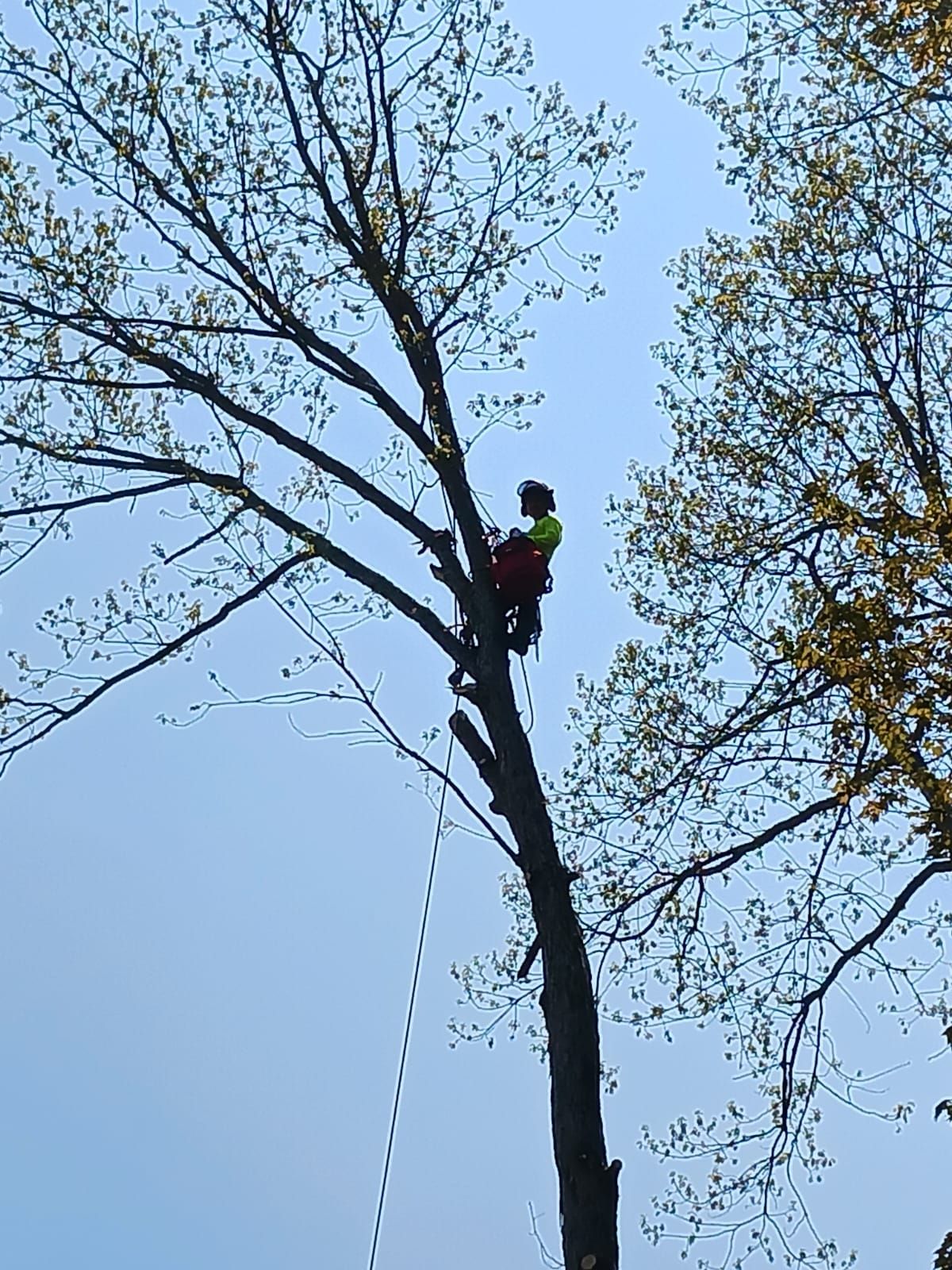 A man is climbing a tree with a chainsaw.