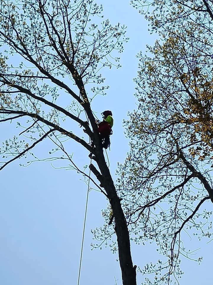 A man is climbing a tree with a chainsaw.
